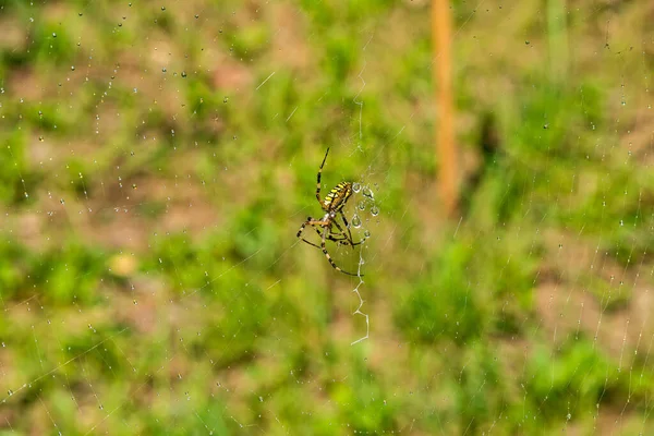 雨のシャワーの後に黄色の黒いクモ 水の滴で覆われたクモ — ストック写真