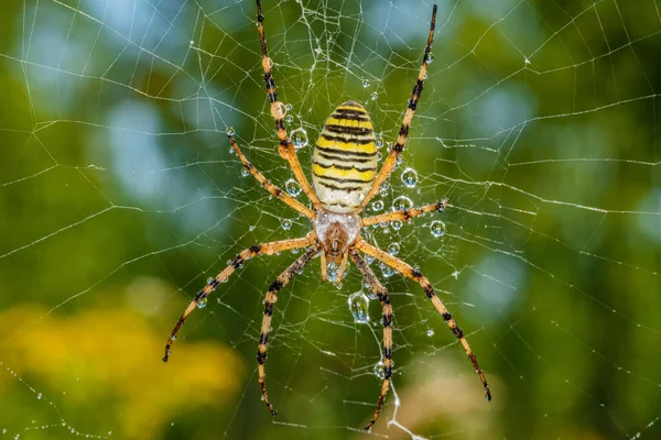 Ragno Nero Giallo Dopo Doccia Pioggia Ragno Coperto Gocce Acqua — Foto Stock