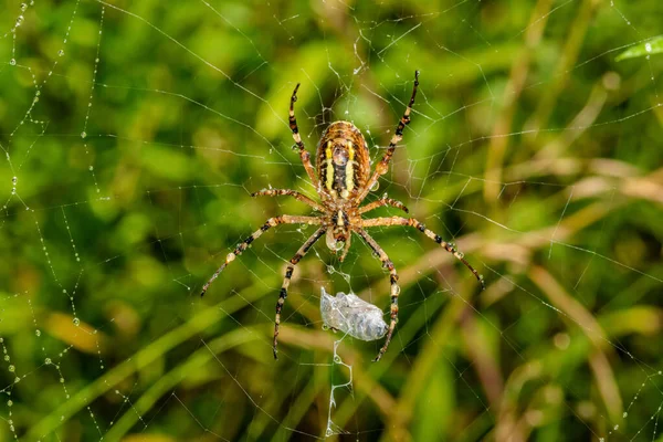 Gul Svart Spindel Efter Regndusch Spindel Täckt Med Droppar Vatten — Stockfoto