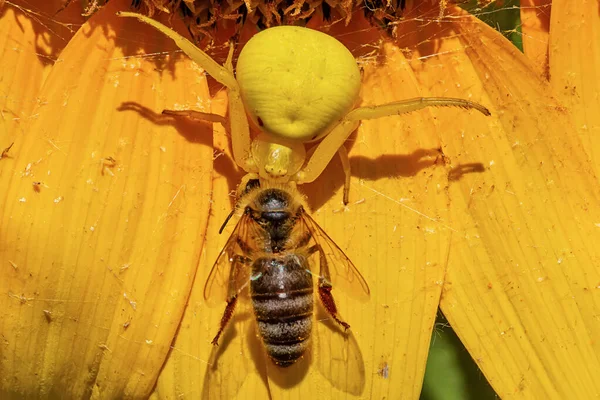黄色いカニのクモがひまわりに蜂を捕まえた クモは蜂を狩る — ストック写真