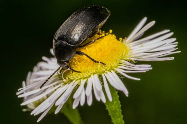 Papatya Çayırında Siyah Böcek