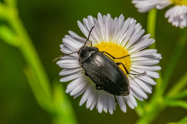 梅朵上的黑色甲虫 — 图库照片