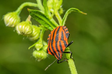 Çizgili böcek ya da Minstrel böcek, Graphosoma lineatum. Yaprağın üzerinde Pentatomidae Kokulu Böceği familyasından bir kalkan böceği türü..