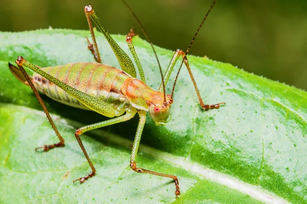 Sauterelle Sur Feuille Dans Nature — Photo