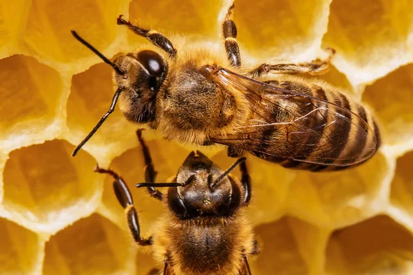 蜂が蜂の巣を作って — ストック写真