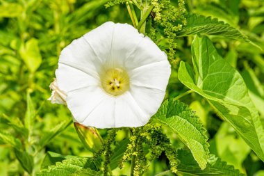Bindweed 'in Fotoğrafı (Calystegia sepium)
