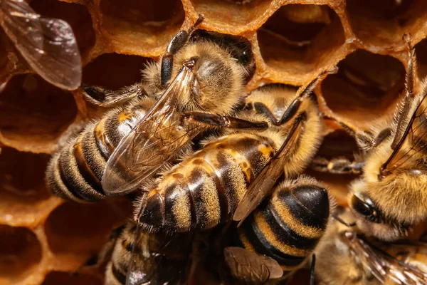 Las Abejas Panal — Foto de Stock