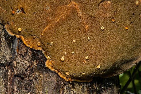 水の滴を持つ野生のキノコ — ストック写真