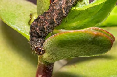 Yeşil yaprakta tırtıl dengesi