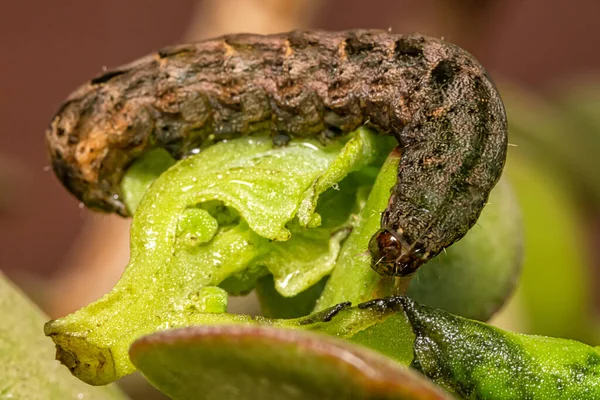 Caterpillar balance on green leaf