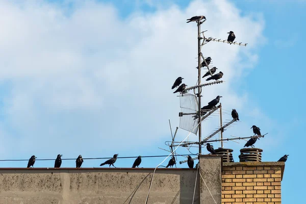 Crows Old Antenna Inglés Cuervos Sentados Antena — Foto de Stock