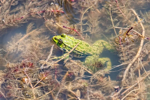 The green frog lies in the water.Green fron frog in a pond