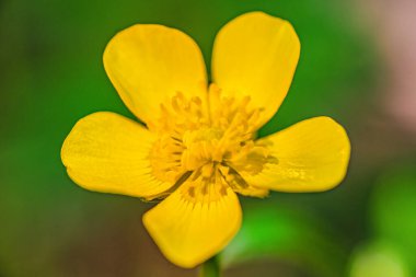Meadow Buttercup 'ın (Ranunculus acris) yakın plan görüntüsü. Makrodaki sarı çiçek.