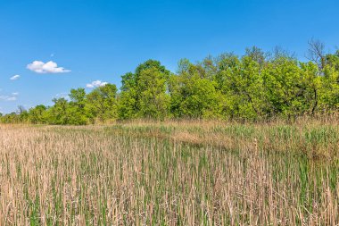 İmparatorluk Göleti 'nin (Carska bara) bataklık bölgesindeki tipik manzara, kuşlar ve Sırbistan' dan gelen diğer hayvanlar için geniş doğal yaşam alanı. Suyun üstünde yüksek kamış