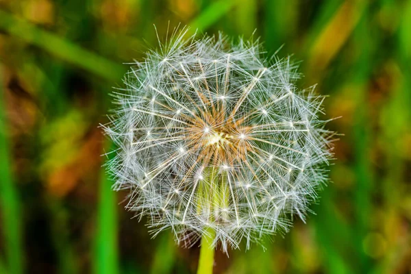 Close Van Paardebloem Het Veld — Stockfoto