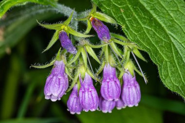 Common Comfrey 'in çiçeği, Symphytum officinale, organik tıpta kullanılır, yeşil arka plana karşı makro çekim