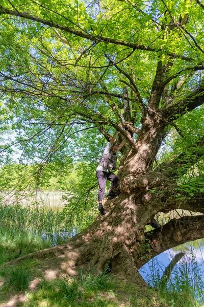 A man climbs a tree