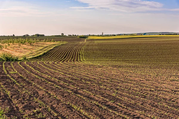 Vista Crescimento Das Folhas Milho Campo Primavera Campo Com Milho — Fotografia de Stock