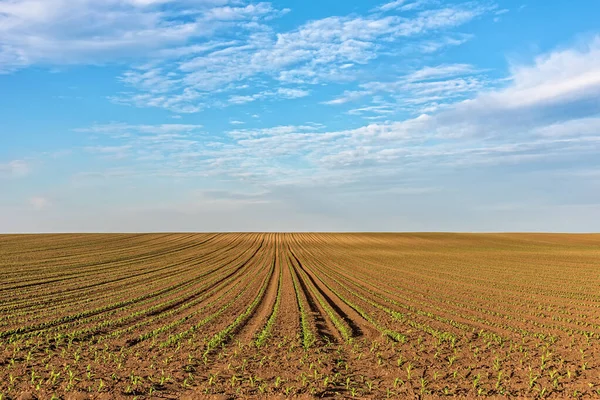 春天里 玉米生长在田野里 田里种满了玉米自然界的线条 — 图库照片