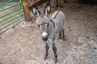 Güzel eşek yavrusuna yakın çekim. Evinde genç bir eşek