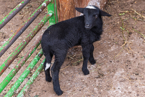 Domestic animal, photo of a black goat kid in a farm 