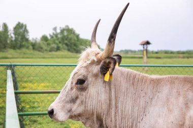 Büyük boynuzlu beyaz bir boğa manzarası