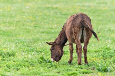 Bulutlu bir günde eşek. Kırsal alanda vahşi eşek, beslenme, otlama, başıboş dolaşan hayvanlar. Eşek ot yiyor.