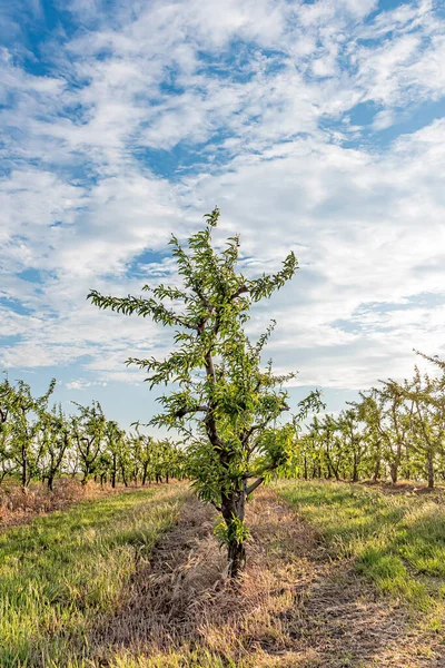 Peach tree, branch with small immature peaches . Peach farm in early summer . Unripe peach