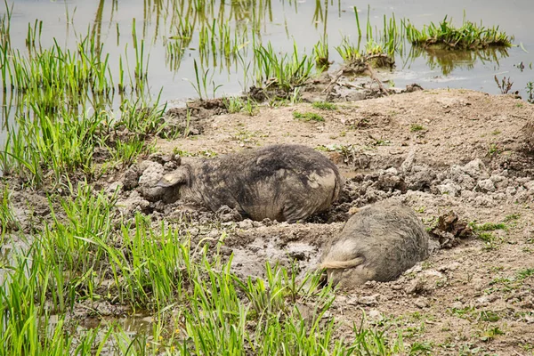 Deux Porcs Roulent Dans Boue — Photo