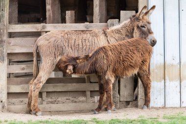 Eşek yavrusu içkileri. Eşek ve tay- alışılmadık evcil hayvan. Anne eşek yavrusunu besler.