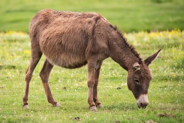Bulutlu bir günde eşek. Kırsal alanda vahşi eşek, beslenme, otlama, başıboş dolaşan hayvanlar. Eşek ot yiyor.
