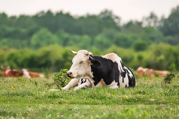Черно Белая Корова Лежит Спит Зеленой Траве — стоковое фото