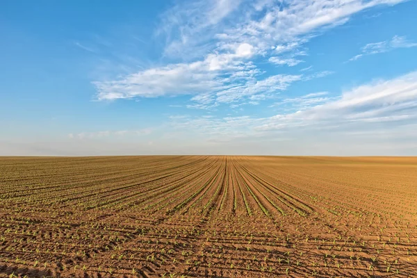春天里 玉米生长在田野里 田里种满了玉米自然界中的线条和循环 — 图库照片