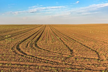 Mısır yaprakları baharda bir tarlada büyür. Genç mısırlı tarla. Doğadaki çizgiler ve döngüler