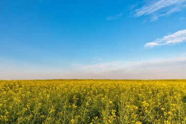 Sarı kolza tarlası. Sonu gelmeyen tecavüz tohumu tarlası. Mavi Gök 'ün altında bulutlu tarım arazisi.