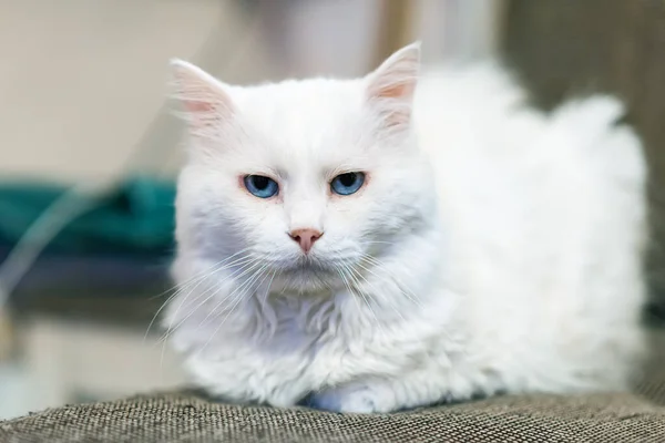 Portrait of Siberian white cat. A 15-year-old cat.