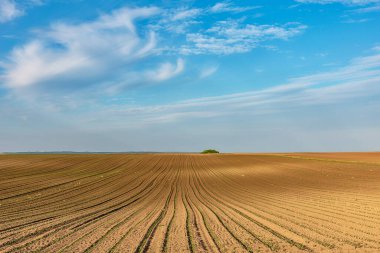 Mısır yaprakları baharda bir tarlada büyür. Genç mısırlı tarla. Doğadaki çizgiler ve döngüler