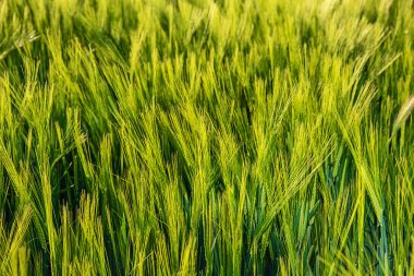 Güzel yuvarlanan yeşil alan. Arpalı tarım tarlası. Güneşli bir bahar gününde güzel tahıl tarlaları (buğday, arpa, yulaf) yeşili.