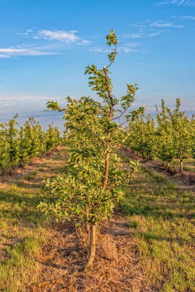 Peach tree, branch with small immature peaches . Peach farm in early summer . Unripe peach