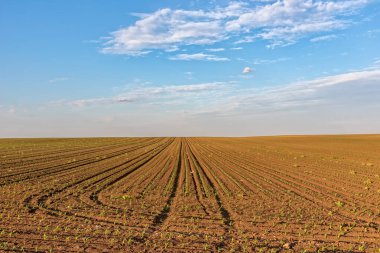 Mısır yaprakları baharda bir tarlada büyür. Genç mısırlı tarla. Doğadaki çizgiler ve döngüler