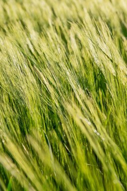 Güzel yuvarlanan yeşil alan. Arpalı tarım tarlası. Güneşli bir bahar gününde güzel tahıl tarlaları (buğday, arpa, yulaf) yeşili.