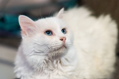 Sibirya beyaz kedisinin portresi. 15 yaşında bir kedi..