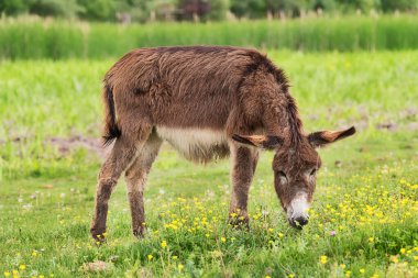 Bulutlu bir günde eşek. Kırsal alanda vahşi eşek, beslenme, otlama, başıboş dolaşan hayvanlar. Eşek ot yiyor.