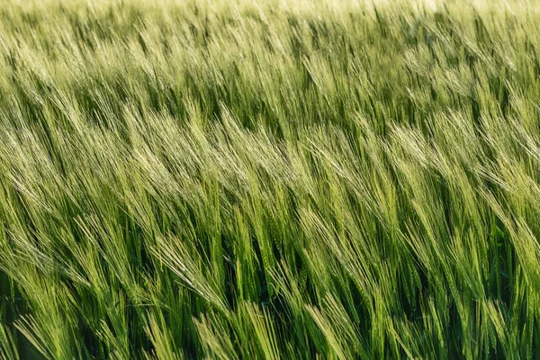Nice Rolling Green Field Agricultural Field Barley Beautiful Field Cereals — Stock Photo, Image