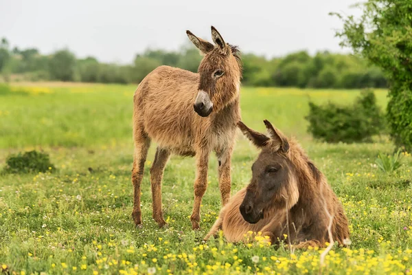 Mother Donkey Her Baby Farm Two Cute Donkeys Field — Stock Photo, Image