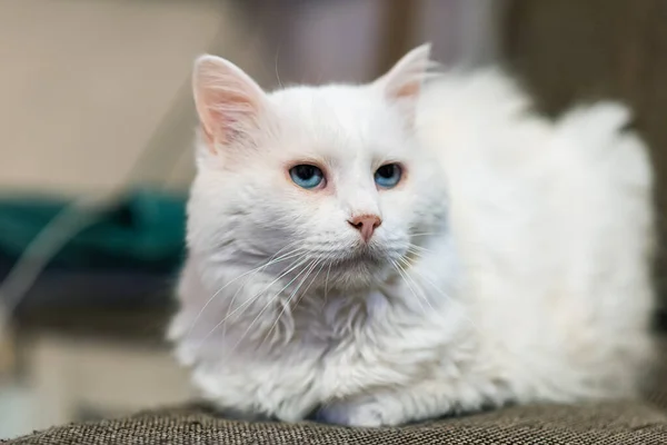 Portrait of Siberian white cat. A 15-year-old cat.
