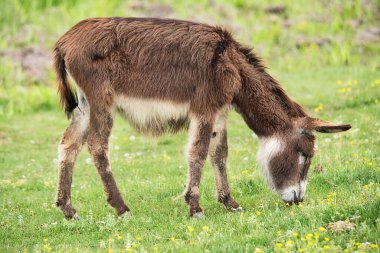 Bulutlu bir günde eşek. Kırsal alanda vahşi eşek, beslenme, otlama, başıboş dolaşan hayvanlar. Eşek ot yiyor.