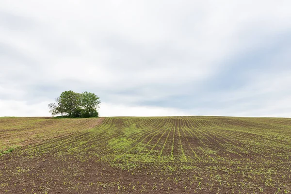 Widok Liść Kukurydza Rosnę Pole Wiosnę Dramatyczny Chmura Pole Kukurydzą — Zdjęcie stockowe