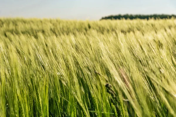 Mooi Rollend Groen Veld Landbouwgebied Met Gerst Prachtig Graanveld Tarwe — Stockfoto