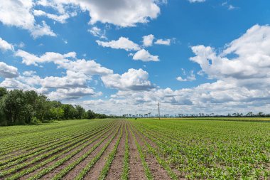 Tarlalarda büyüyen fasulyeler (veya fasulyeler). Sıralar dolusu taze fasulye. Tarımsal tarlaların sıraları.